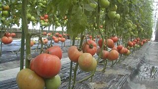 梅とつくしんぼと真っ赤なトマト