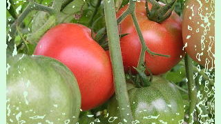 トマトの収穫も終わりに近づいています