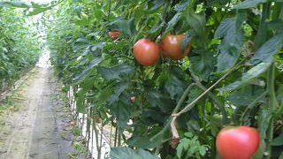 田植えも終わりトマトも終わりに近づいています