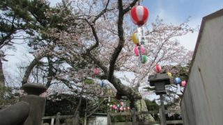 勿来の関公園2016春