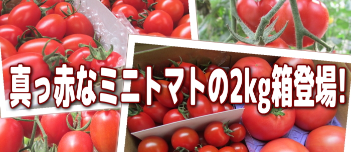 真っ赤なミニトマトの２kg箱登場