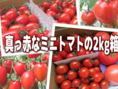 真っ赤なミニトマトの２キロ箱登場!