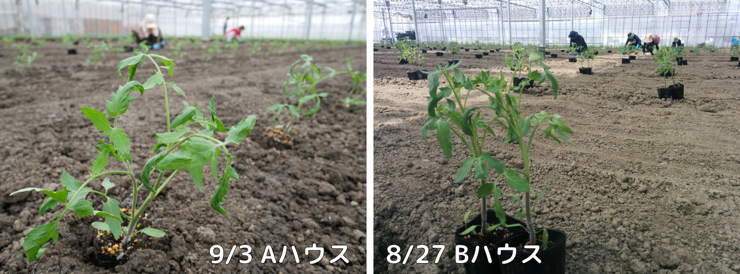 トマト定植しました 親バカトマト 助川農園 いわき市産トマト ミニトマト通販 直売
