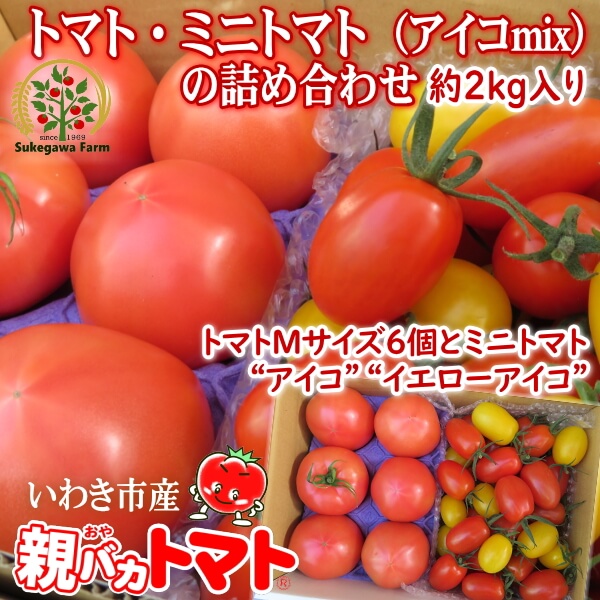 アイコミックスとｍサイズトマト6個の2kg箱 税込1500円 親バカトマト 助川農園 いわき市産トマト ミニトマト通販 直売