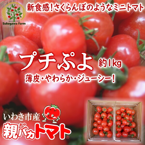 ミニトマト│親バカトマト 助川農園 いわき市産トマト、ミニトマト通販・直売