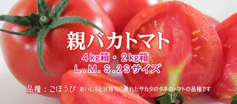 トマト（ご贈答用Ａ品）│親バカトマト 助川農園 いわき市産トマト、ミニトマト通販・直売