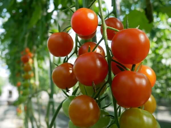 作っているトマト ミニトマトの品種 親バカトマト 助川農園 いわき市産トマト ミニトマト通販 直売
