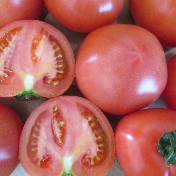 tomato-image20170203