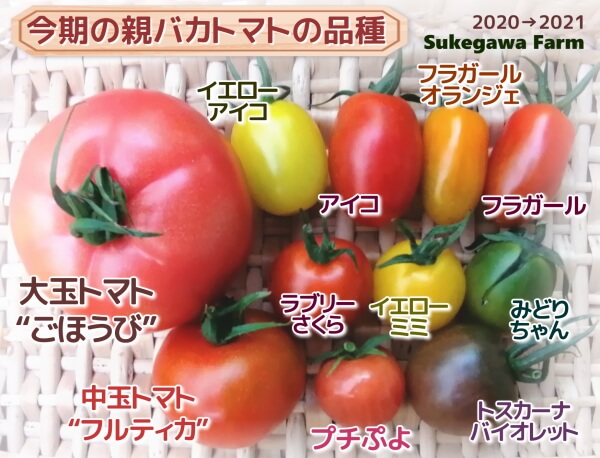 作っているトマト・ミニトマトの品種 | 親バカトマト 助川農園 いわき市産トマト、ミニトマト通販・直売