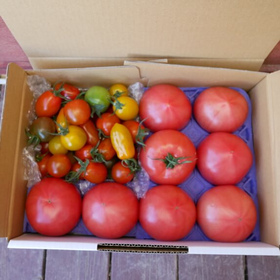 【新商品】トマト8個とミニトマト少量500gの2㎏箱を販売開始