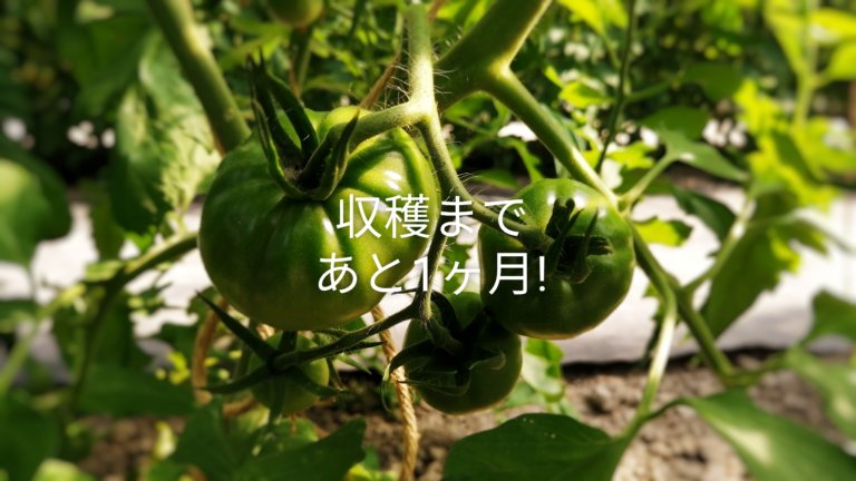 トマト収穫まであと1ヶ月 親バカトマト 助川農園 いわき市産トマト ミニトマト通販 直売