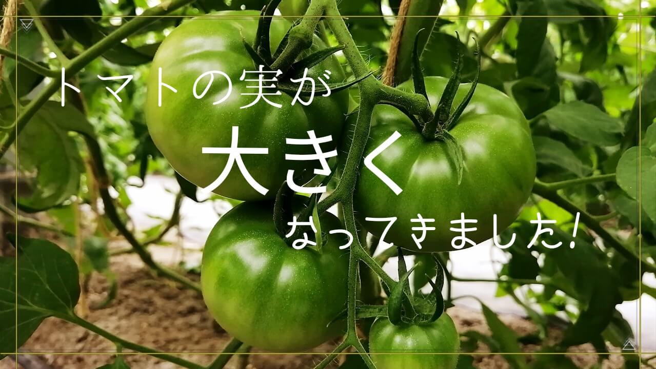 トマトの実