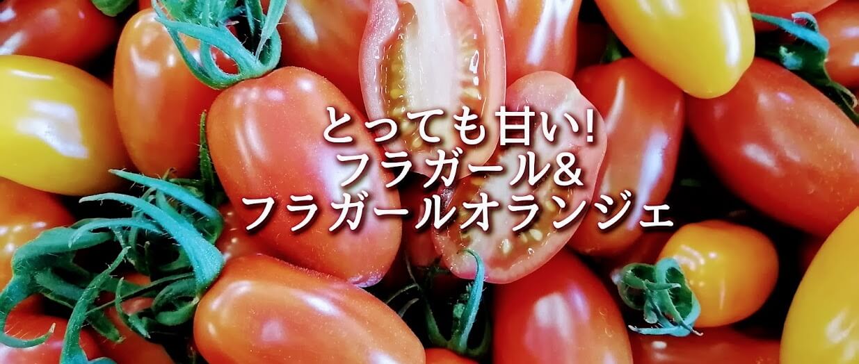 “一口食べたら踊りだしちゃう甘さ”のミニトマト「フラガール」