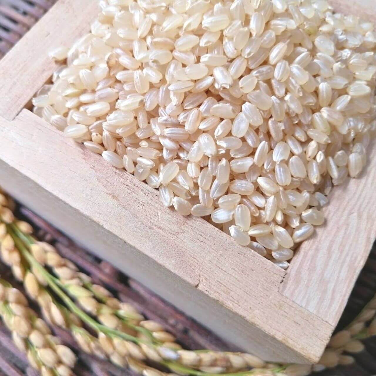 コシヒカリ玄米
