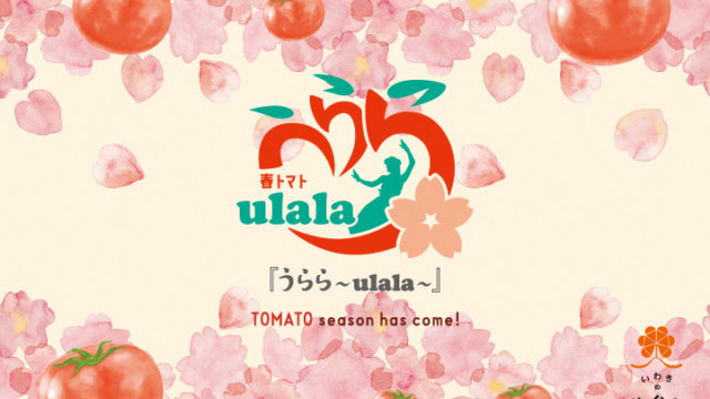 春が旬のいわき市産トマト　春トマト「うらら～ulala～」販売開始！