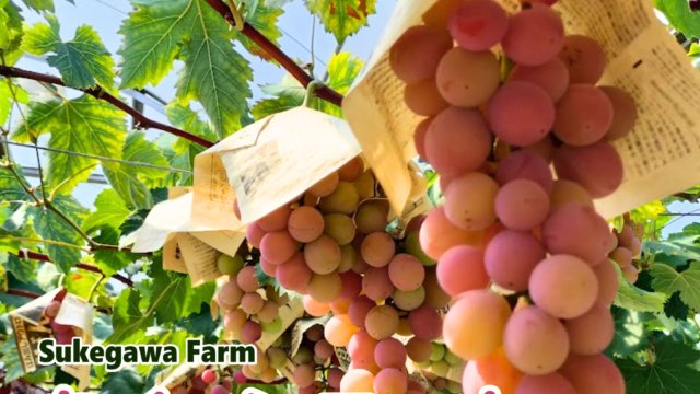 クイーンニーナ約2kg 3～5房入り　税込3850円