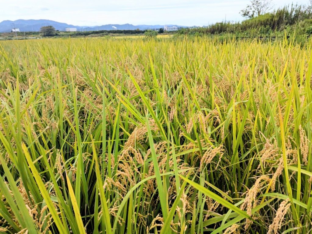 今年も稲刈りが始まっています。価格改定のお知らせ＆直売所にて新米