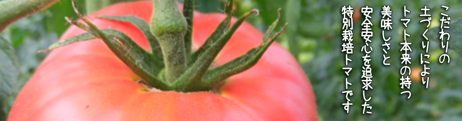 こだわりの 土づくりにより トマト本来の持つ 美味しさと 安全安心を追求した 特別栽培トマトです